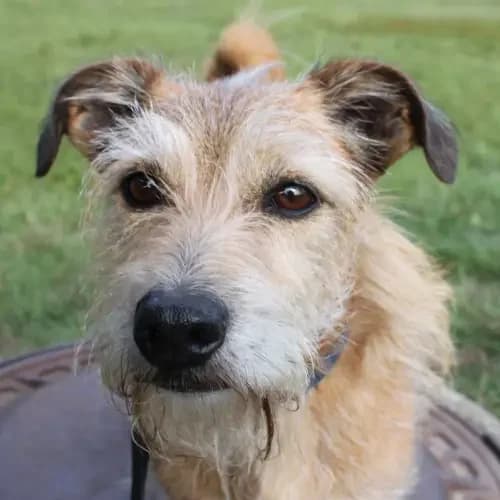 Nico (Paten gesucht), male senior Mixed Breed for adoption at Tierheim Köln, Cologne