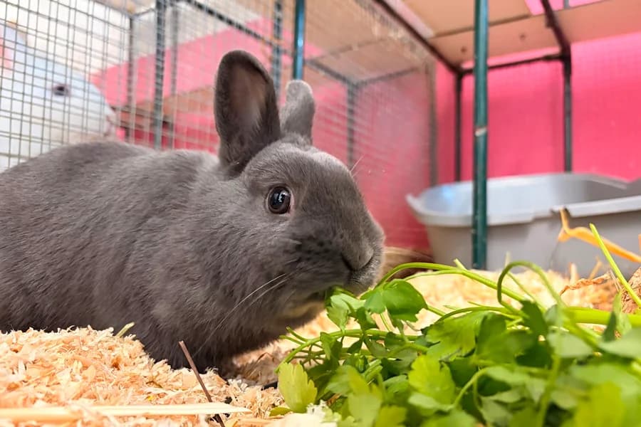 Niggli, male mixed breed for adoption at Tierheim Ludwigsburg, Ludwigsburg