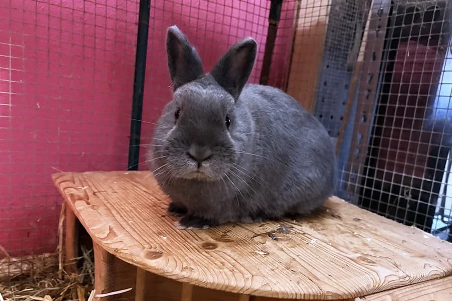 Niggli, grey male mixed breed for adoption at Tierheim Ludwigsburg, Ludwigsburg — photo 2 of 3