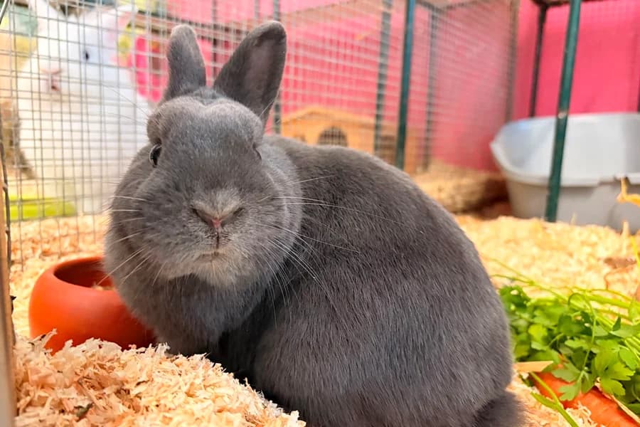 Niggli, grey male mixed breed for adoption at Tierheim Ludwigsburg, Ludwigsburg — photo 3 of 3