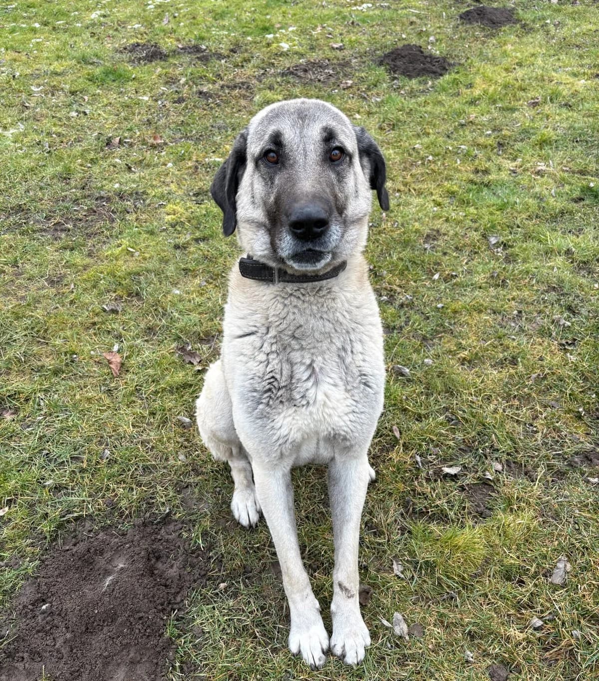 Nova, female mixed breed for adoption at Tierheim Augsburg, Augsburg