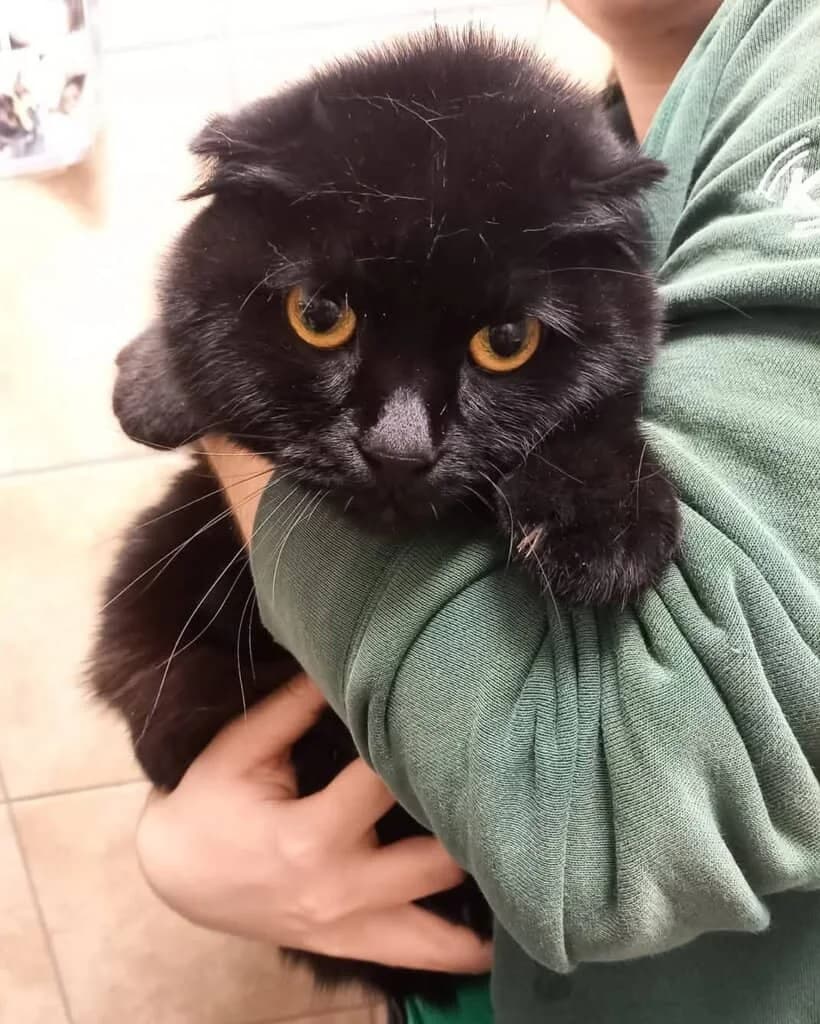 Ohnezahn, female Mixed Breed Cat for adoption at Tierheim Siegen, Siegen