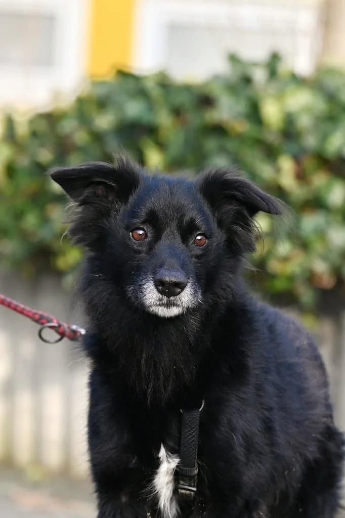 Oscar, male senior Mixed Breed for adoption at Tierheim Siegen, Siegen