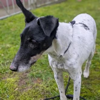 Oskar, male senior mixed breed for adoption at Tierheim Würzburg, Würzburg