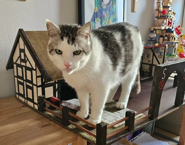 Oskar, male senior Mixed Breed Cat for adoption at Tierheim Paderborn, Paderborn