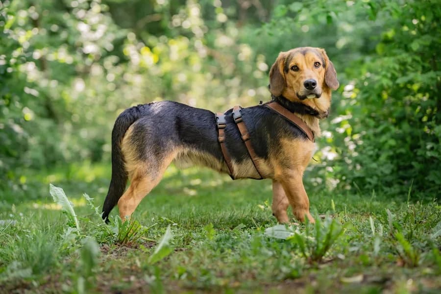 Otto, male young Mixed Breed for adoption at Tierheim Ludwigsburg, Ludwigsburg