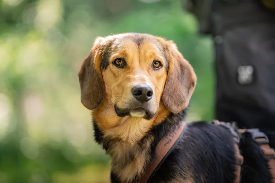 Otto, black and tan male Mixed Breed for adoption at Tierheim Ludwigsburg, Ludwigsburg — photo 2 of 2