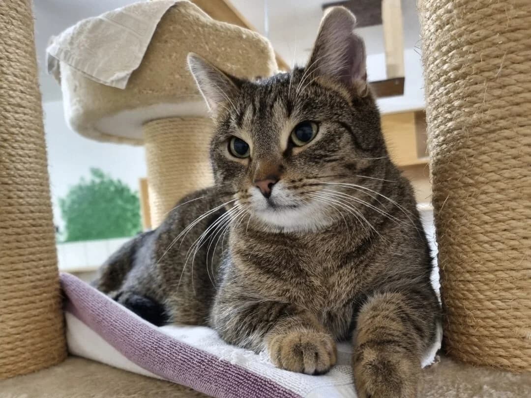 Pablo,  Domestic Shorthair for adoption at Tierheim Halle, Halle