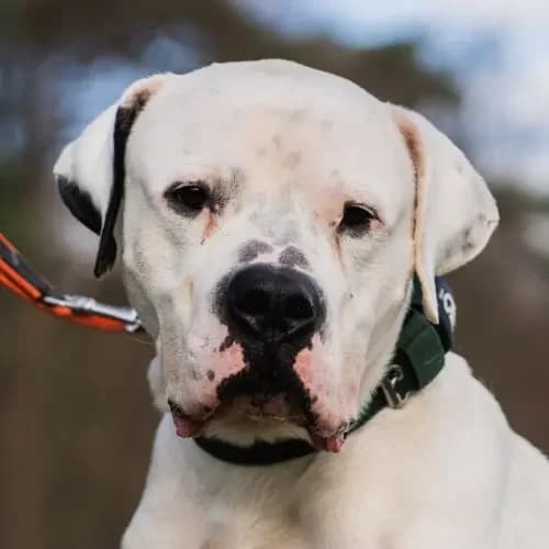 Paco (reserviert), male 5yo mixed breed for adoption at Tierheim Köln, Cologne