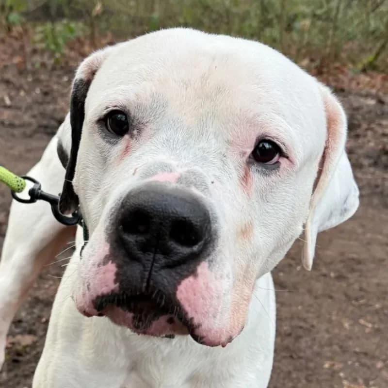 Paco (reserviert) photo 4