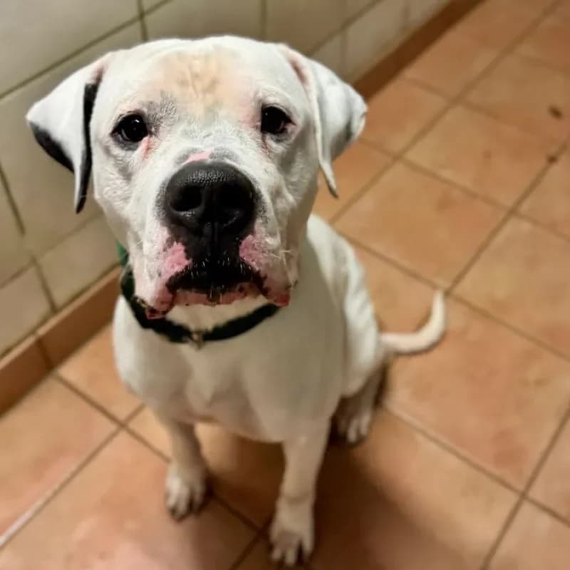 Paco (reserviert) photo 5