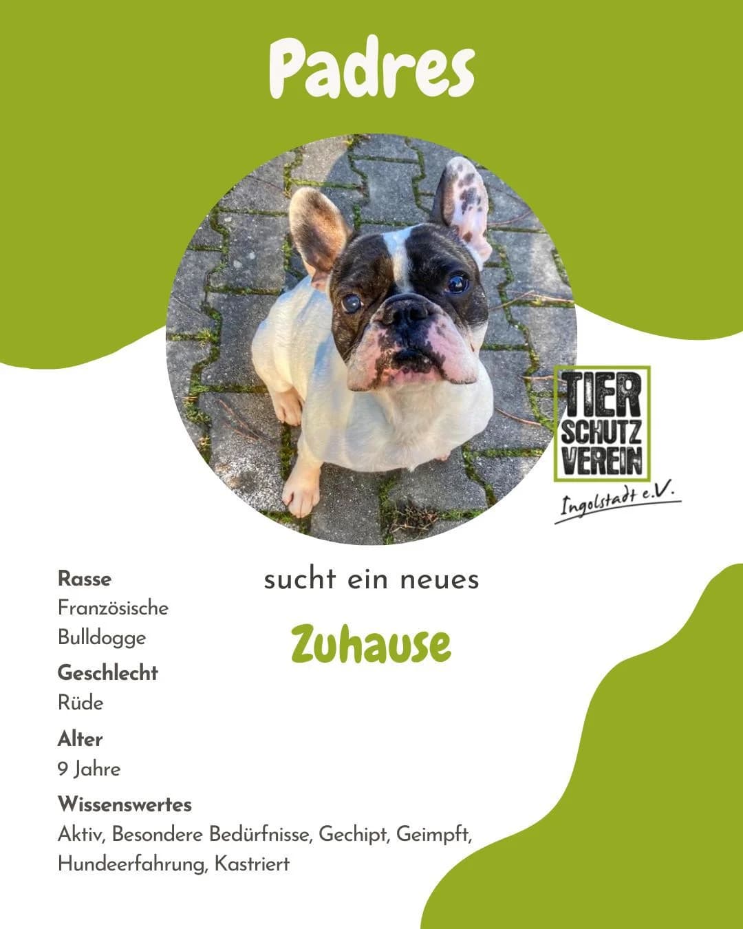 Padres, male senior French Bulldog for adoption at Tierheim Ingolstadt, Ingolstadt