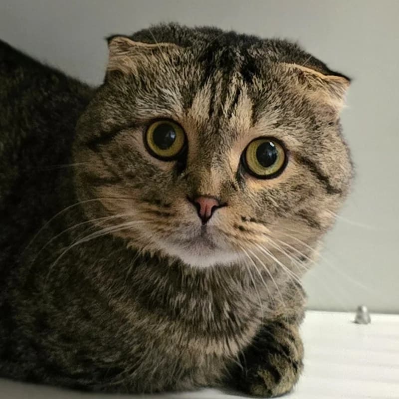 Pamukel, male 5yo Scottish Fold for adoption at Tierheim Hannover, Hannover