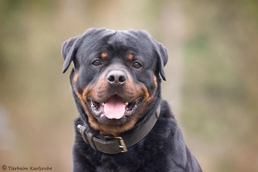 Pasa, male 4yo Rottweiler for adoption at Tierheim Karlsruhe, Karlsruhe