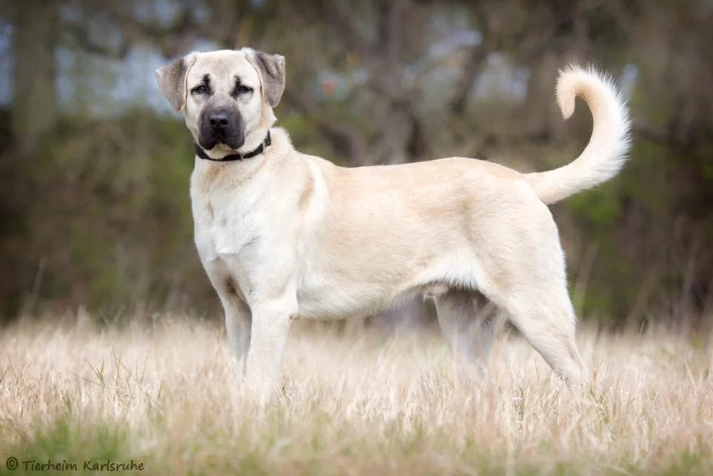 Pascha, male 7yo Mixed Breed for adoption at Tierheim Karlsruhe, Karlsruhe
