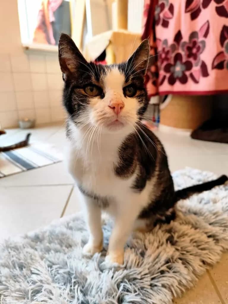 Paul, female Mixed Breed Cat for adoption at Tierheim Siegen, Siegen