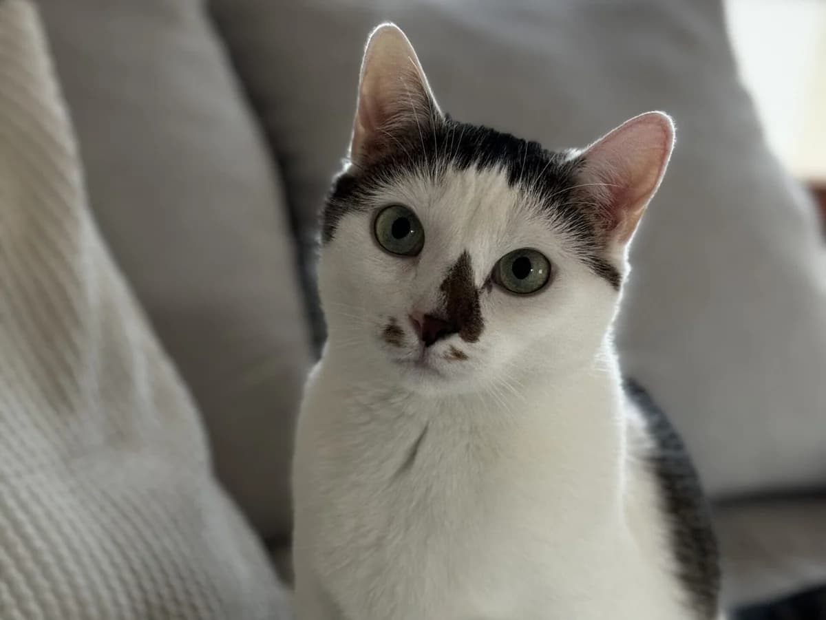 Pauli,  Domestic Shorthair for adoption at Tierheim Halle, Halle