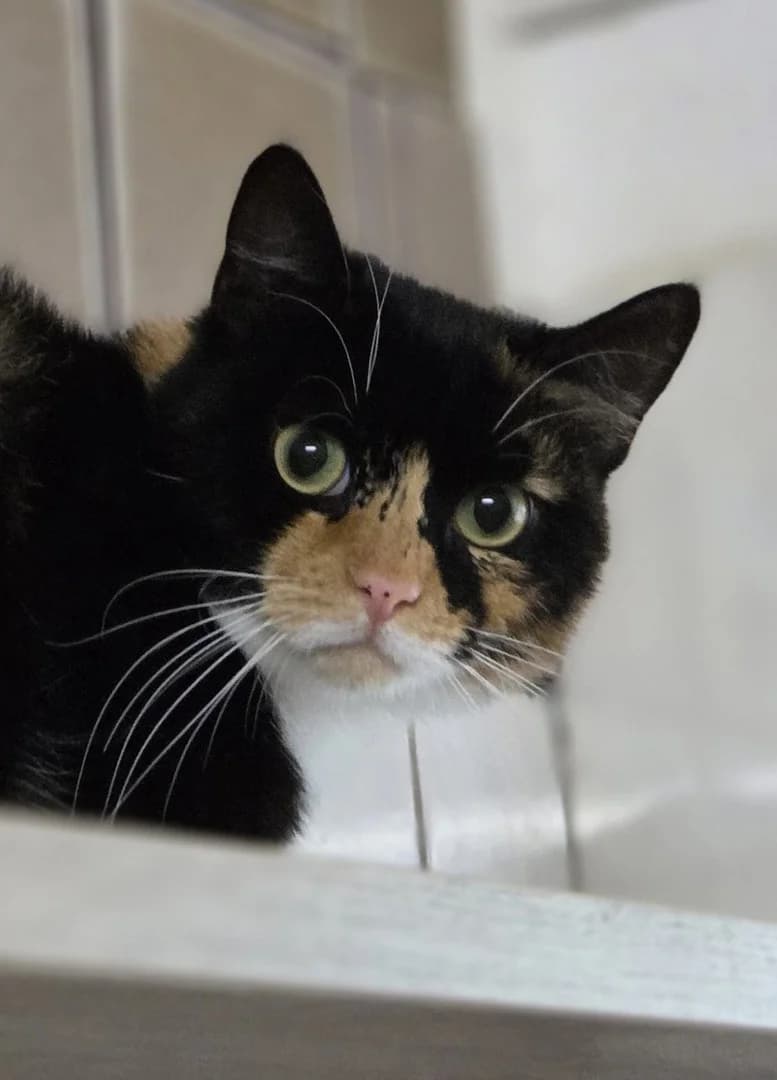 Penny, female 4yo Mixed Breed for adoption at Hund-tut-gut e.V., Sehnde