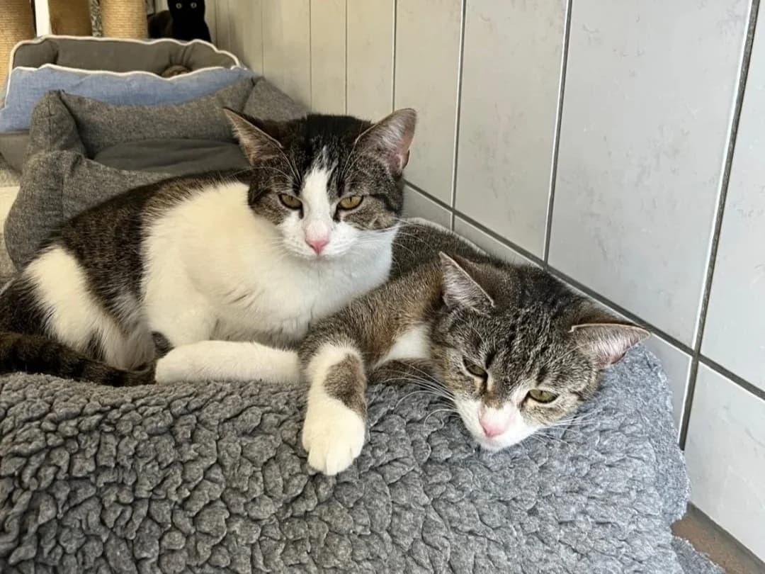 Penny & Bernadette,  Mixed Breed for adoption at Tierheim Halle, Halle