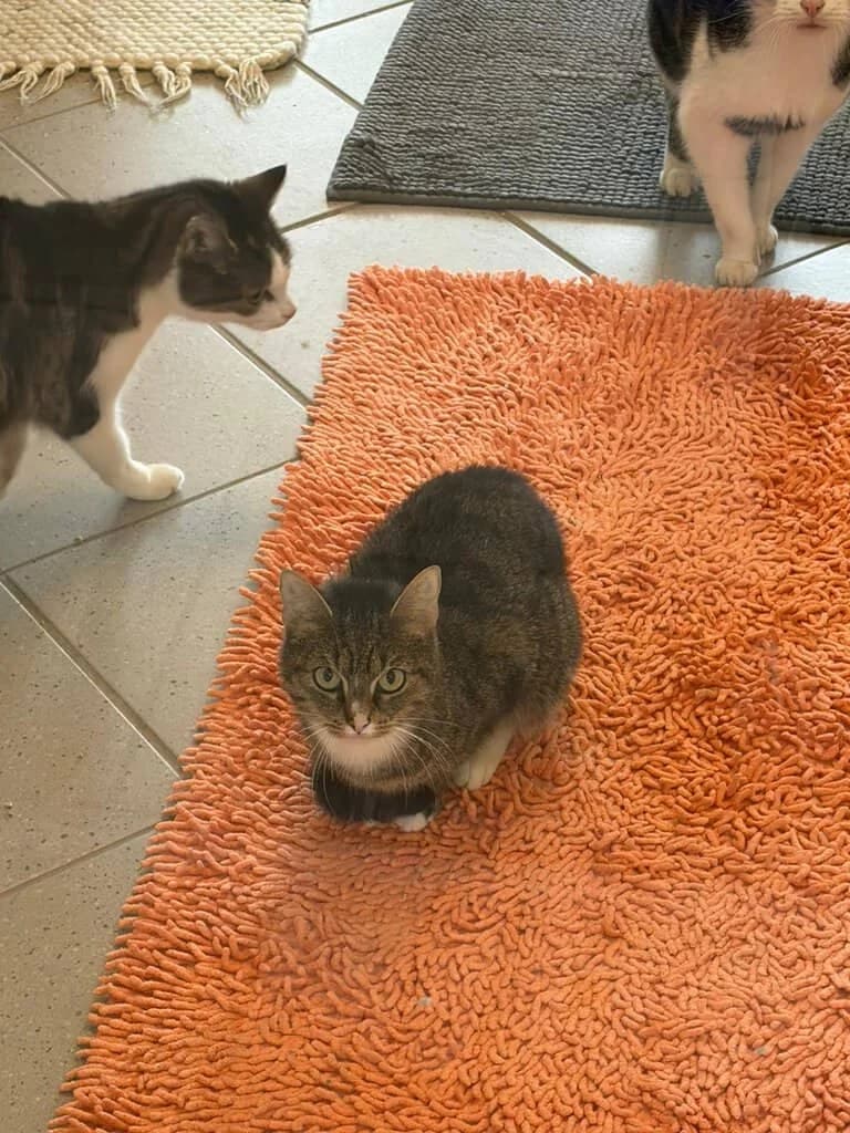 Pixie,  young Mixed Breed Cat for adoption at Tierheim Siegen, Siegen