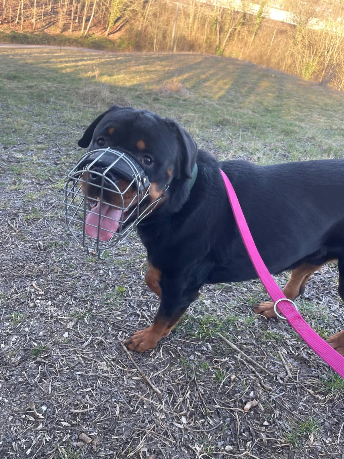 Pluto, male young Rottweiler for adoption at Tierheim Ulm, Ulm
