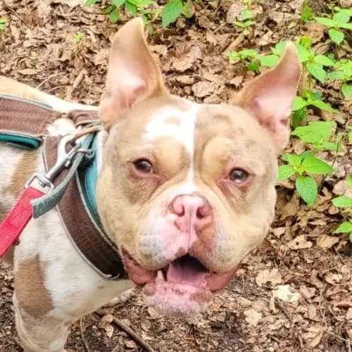 Porky (Paten gesucht), male 6yo English Bulldog for adoption at Tierheim Köln, Cologne