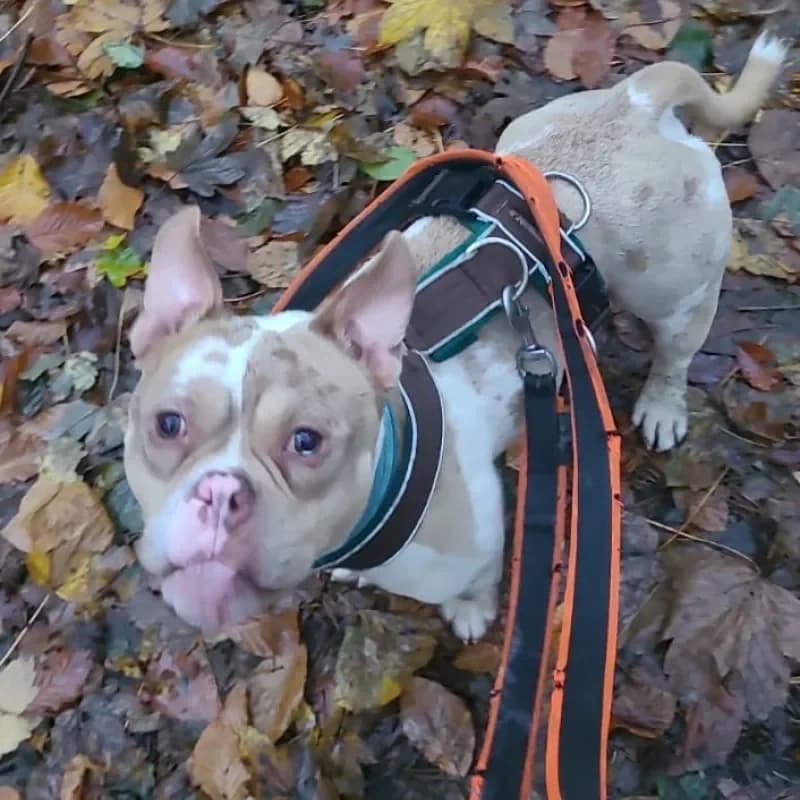 Porky (Paten gesucht) photo 3