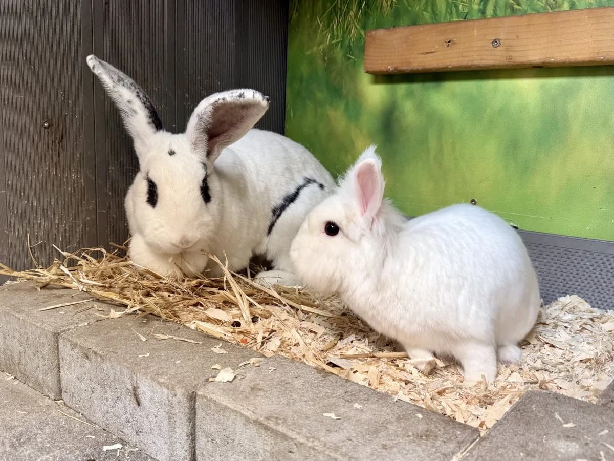 Wir möchten ausziehen!, female young mixed breed for adoption at Tierheim Oldenburg, Oldenburg