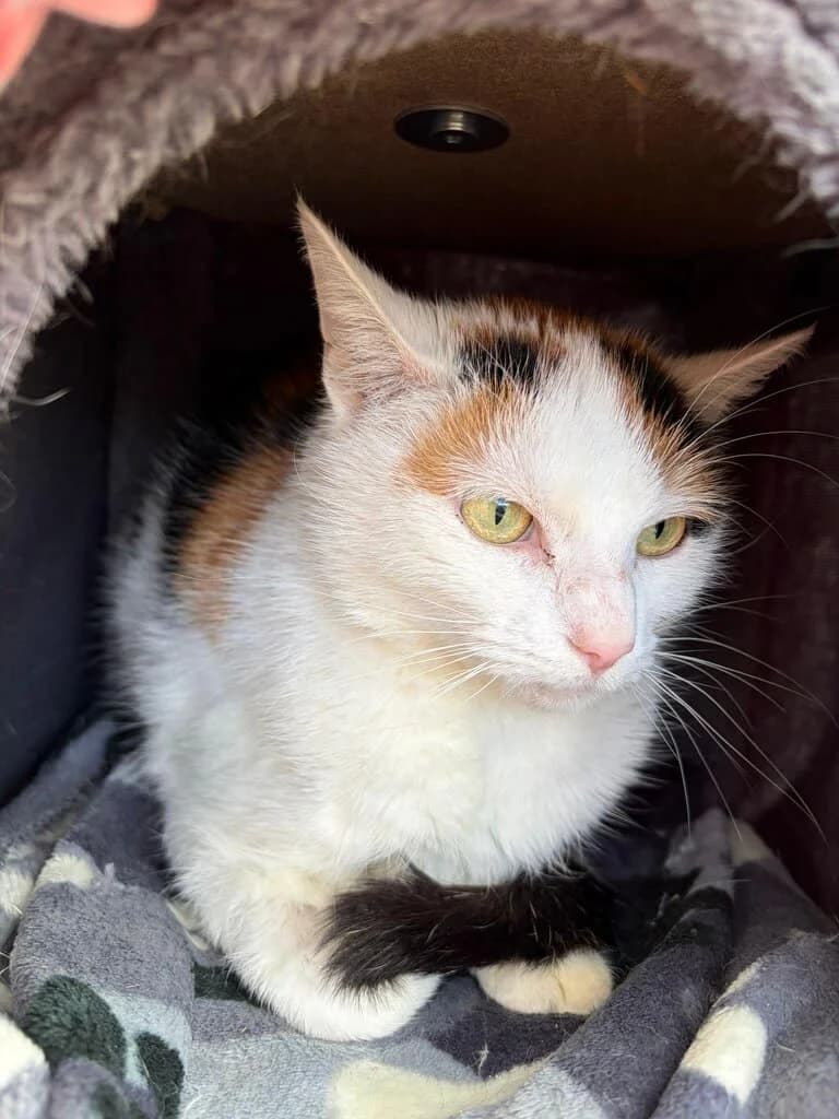 Püppie, female Mixed Breed Cat for adoption at Tierheim Siegen, Siegen