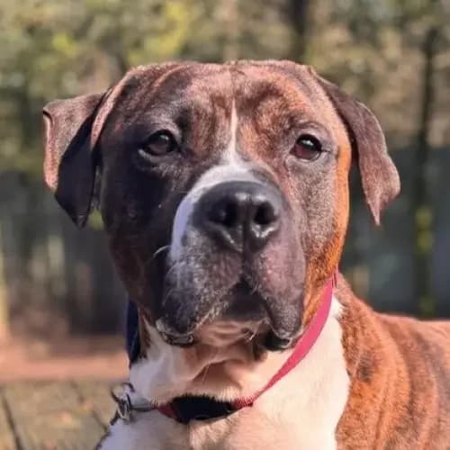 Pumba, male 5yo Mixed Breed for adoption at Hund-tut-gut e.V., Sehnde