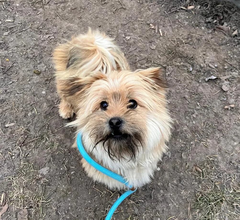 Pumpkin, male Mixed Breed for adoption at Tierheim Augsburg, Augsburg