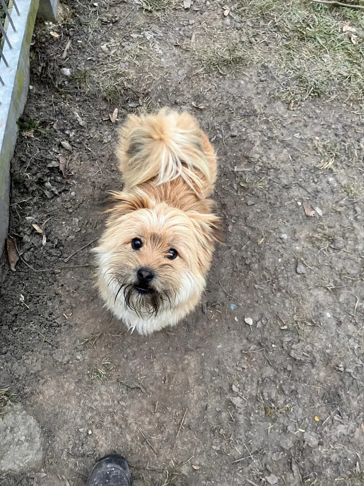 Pumpkin, cream male Mixed Breed for adoption at Tierheim Augsburg, Augsburg — photo 2 of 3