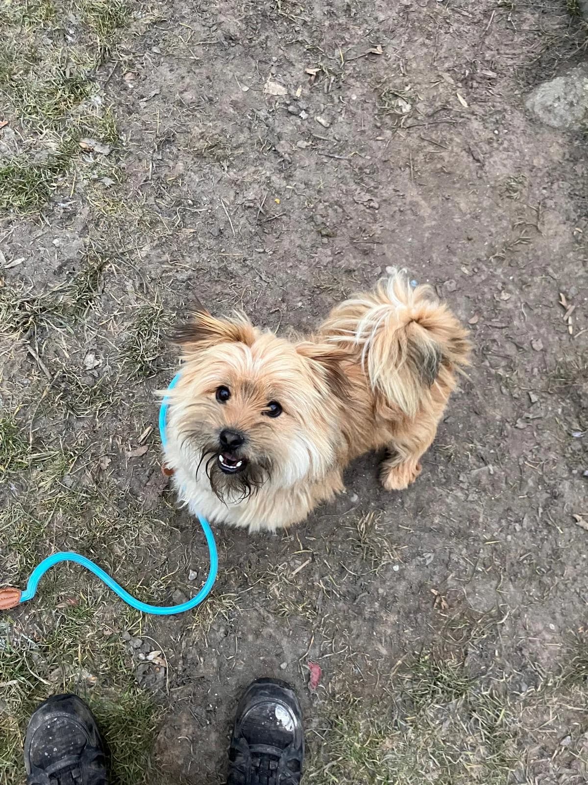 Pumpkin, cream male Mixed Breed for adoption at Tierheim Augsburg, Augsburg — photo 3 of 3
