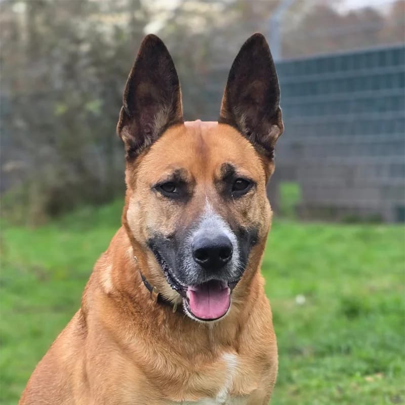 Ragnar, male Belgian Malinois for adoption at Tierheim Hannover, Hannover