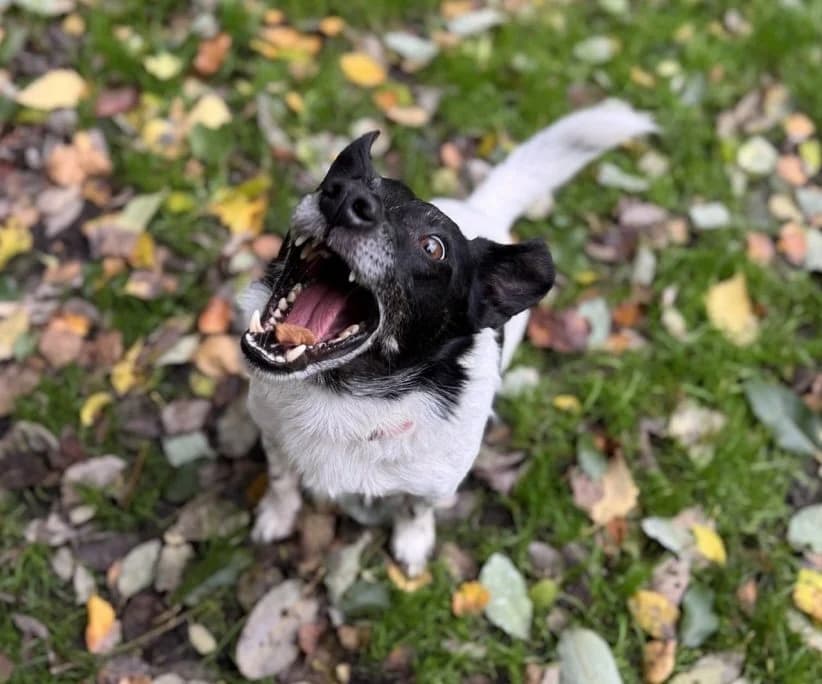 Raiko - Aktiver Charakterhund sucht erfahrene Führung, Jack Russell Terrier (Tierheim Oldenburg)
