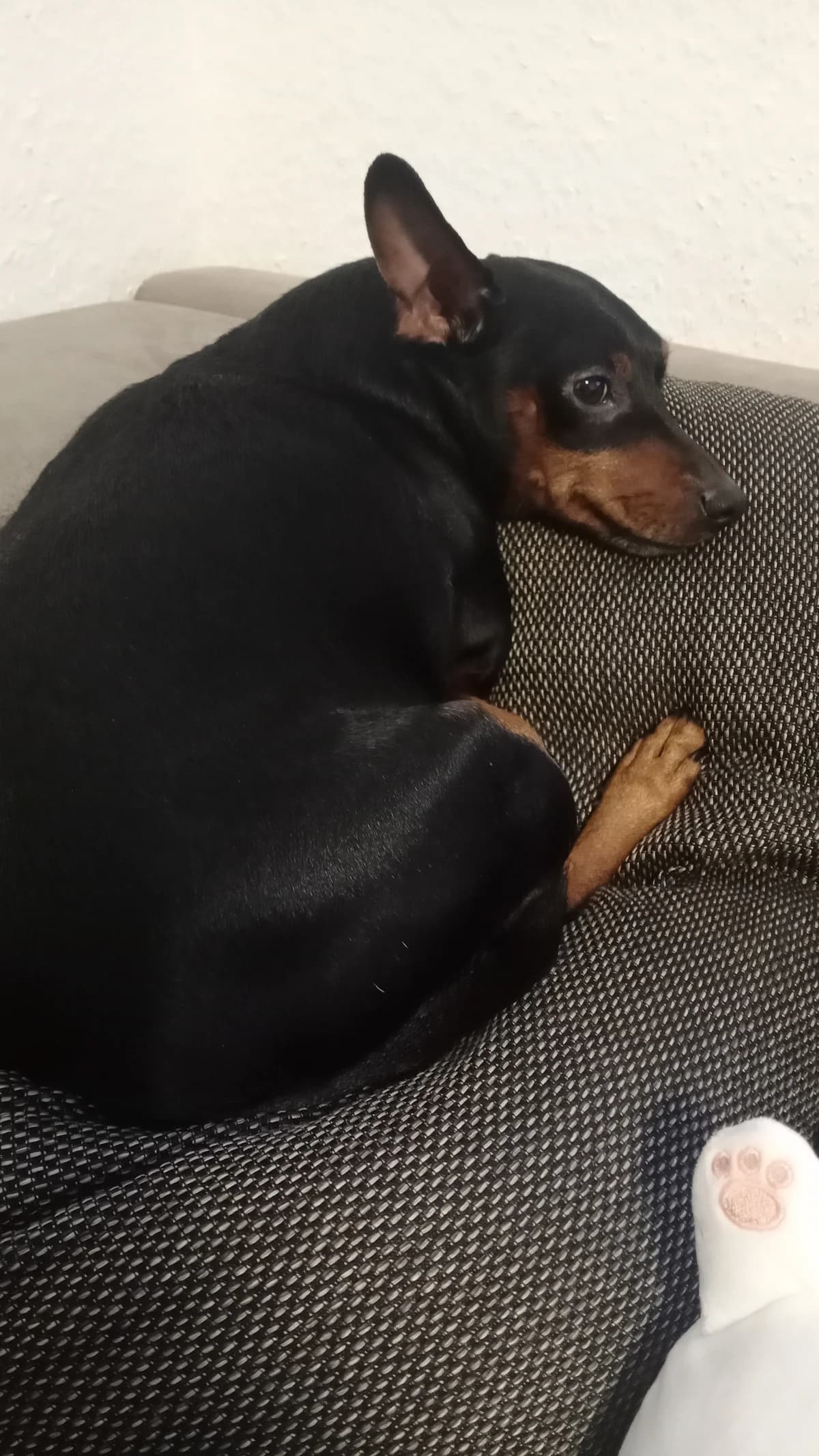 Rem,  Mixed Breed for adoption at Tierheim Paderborn, Paderborn