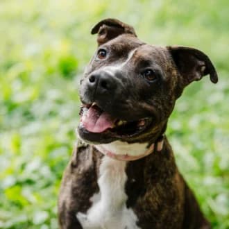 Ricarda, female American Staffordshire Terrier for adoption at Tierheim Würzburg, Würzburg