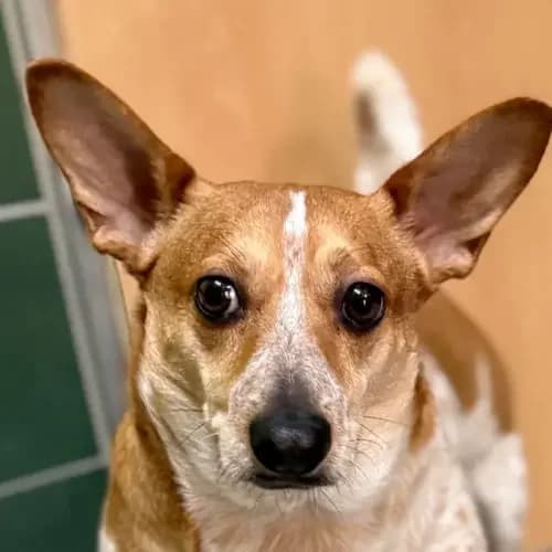 Rico, male 3yo mixed breed for adoption at Tierheim Köln, Cologne