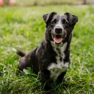 Robin, male young Mixed Breed for adoption at Tierheim Würzburg, Würzburg