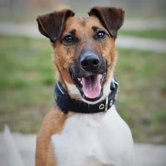 Rudi, male 6yo mixed breed for adoption at Tierheim Würzburg, Würzburg
