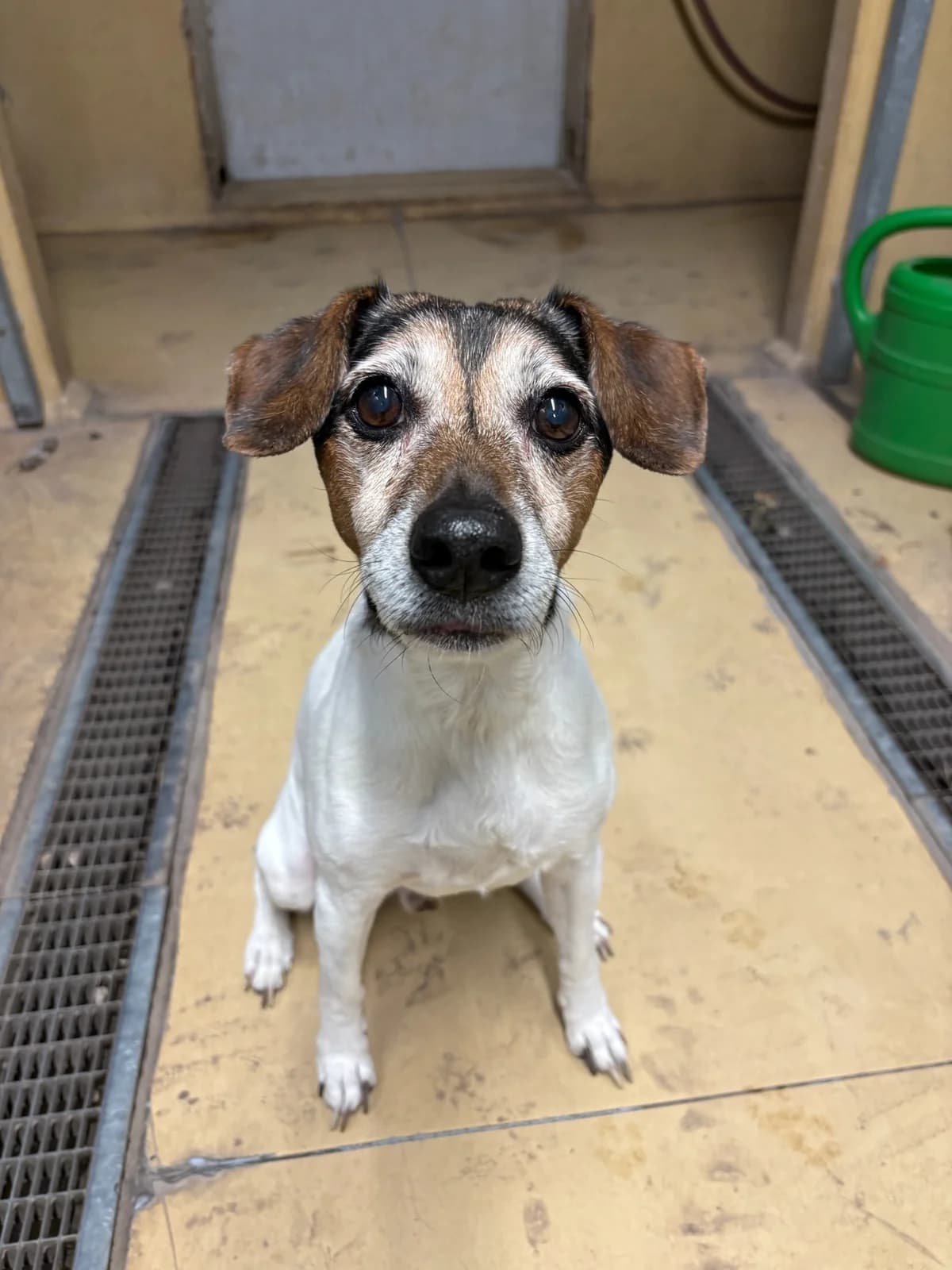 Sam, male senior Mixed Breed for adoption at Tierheim Augsburg, Augsburg