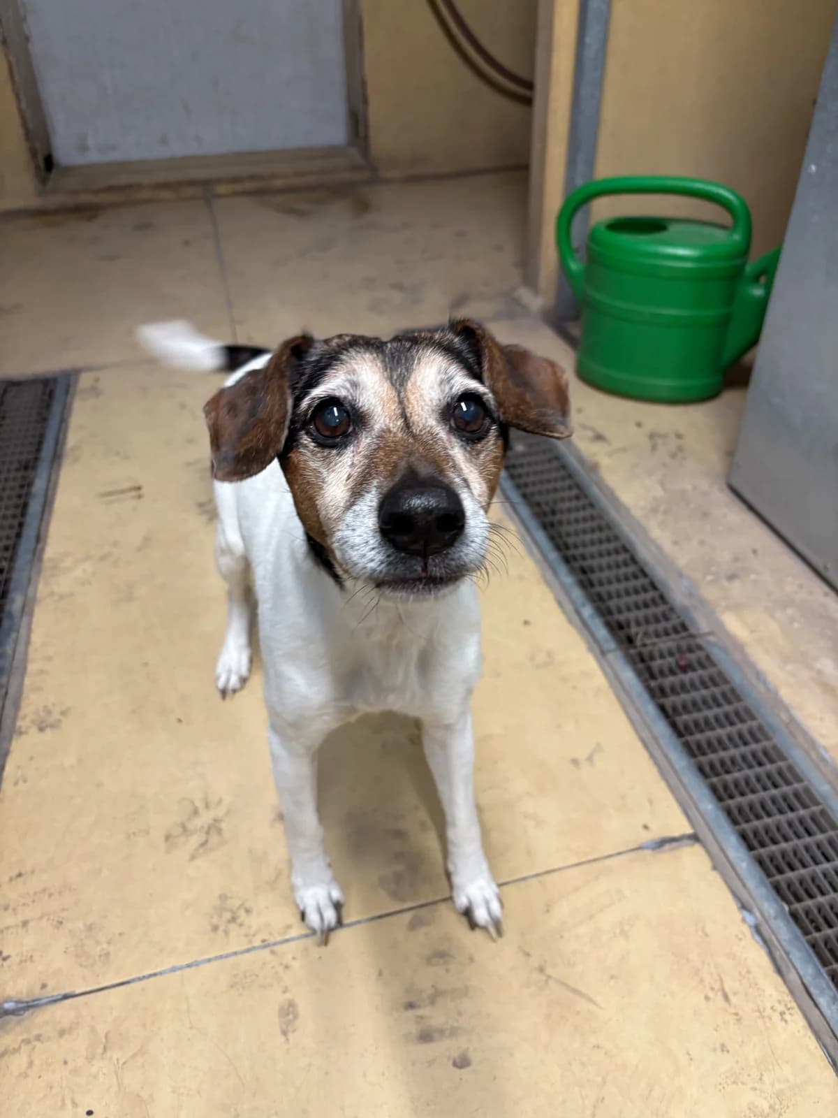Sam, white male Mixed Breed for adoption at Tierheim Augsburg, Augsburg — photo 2 of 2