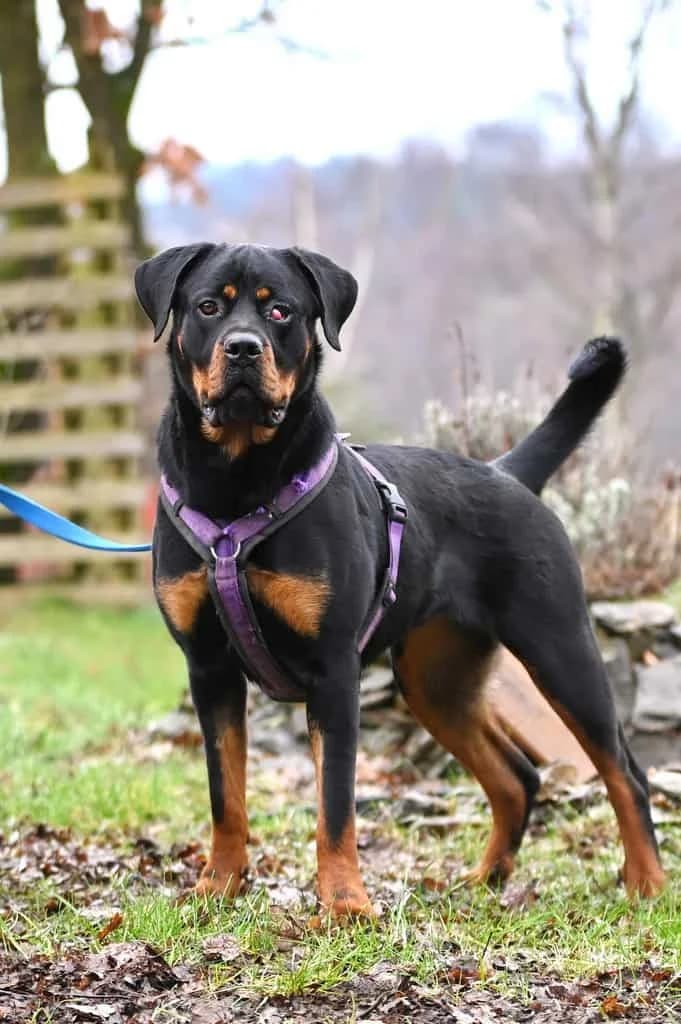 Samira, male 3yo Mixed Breed for adoption at Tierheim Siegen, Siegen