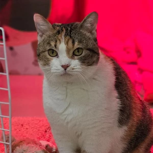 Samira, female mixed breed for adoption at Tierheim Hannover, Hannover