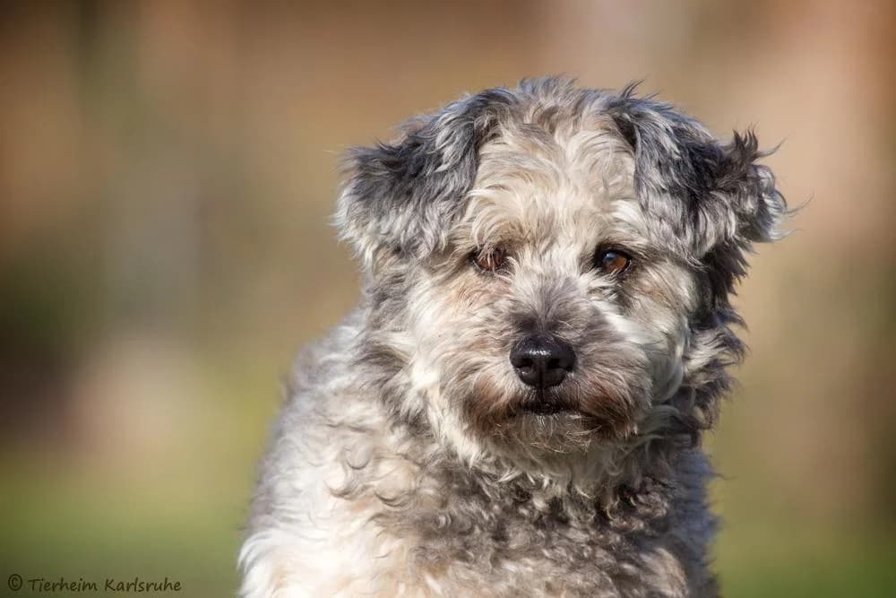 Sammy, male senior Mixed Breed for adoption at Tierheim Karlsruhe, Karlsruhe