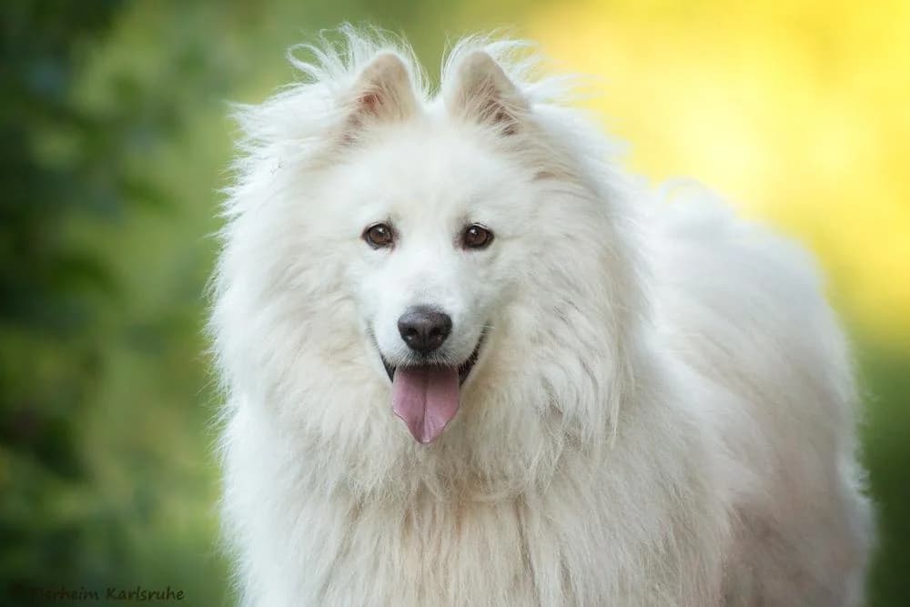 Samu, male 6yo Mixed Breed for adoption at Tierheim Karlsruhe, Karlsruhe