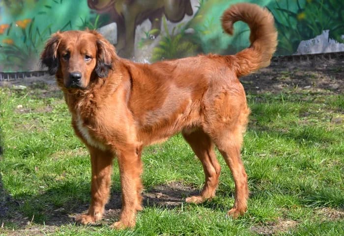 Samu, male 6yo Mixed Breed for adoption at Tierheim Paderborn, Paderborn
