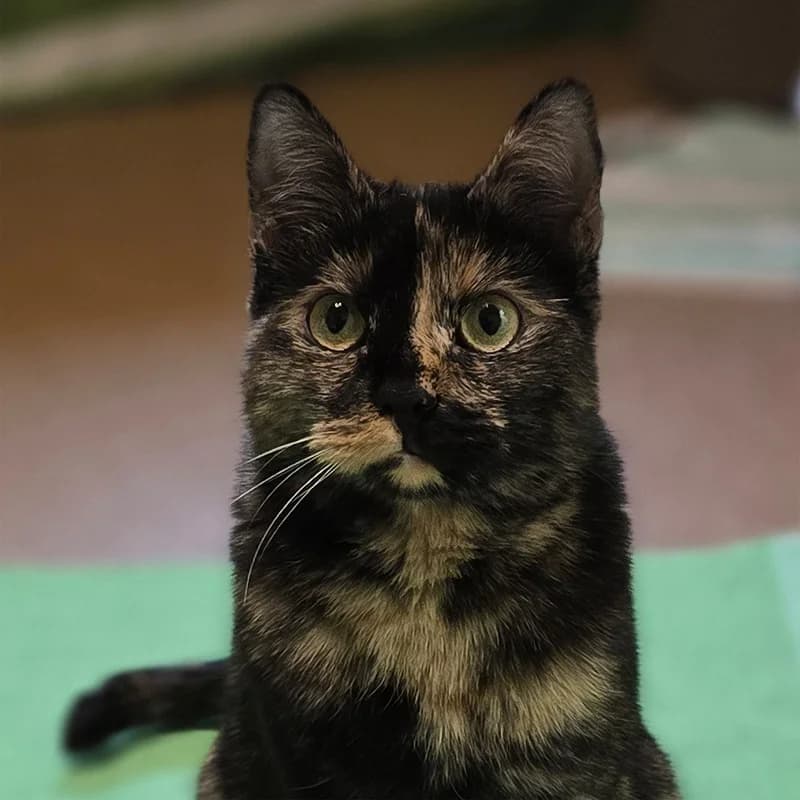 Schauna, female mixed breed for adoption at Tierheim Hannover, Hannover