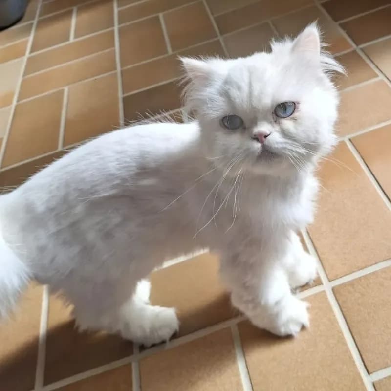 Schneewittchen und Rapunzel (reserviert) photo 5