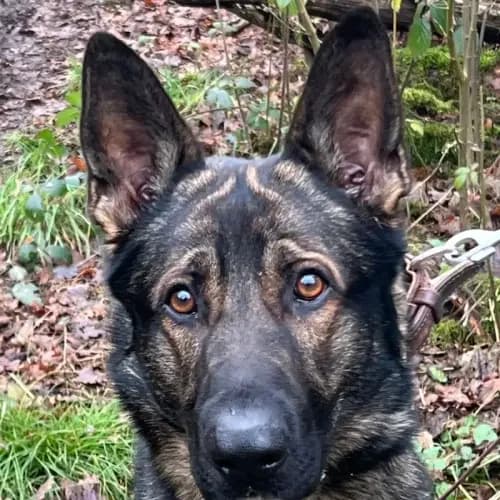Schröder (Zuhause und Paten gesucht), male 3yo German Shepherd for adoption at Tierheim Köln, Cologne